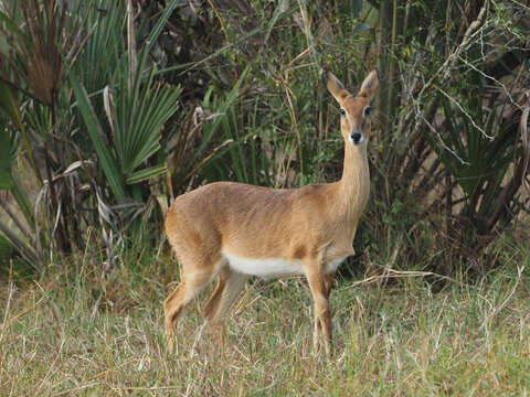 Image of Ourebia Laurillard 1842