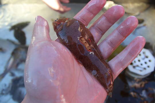 Image of California tonguefish