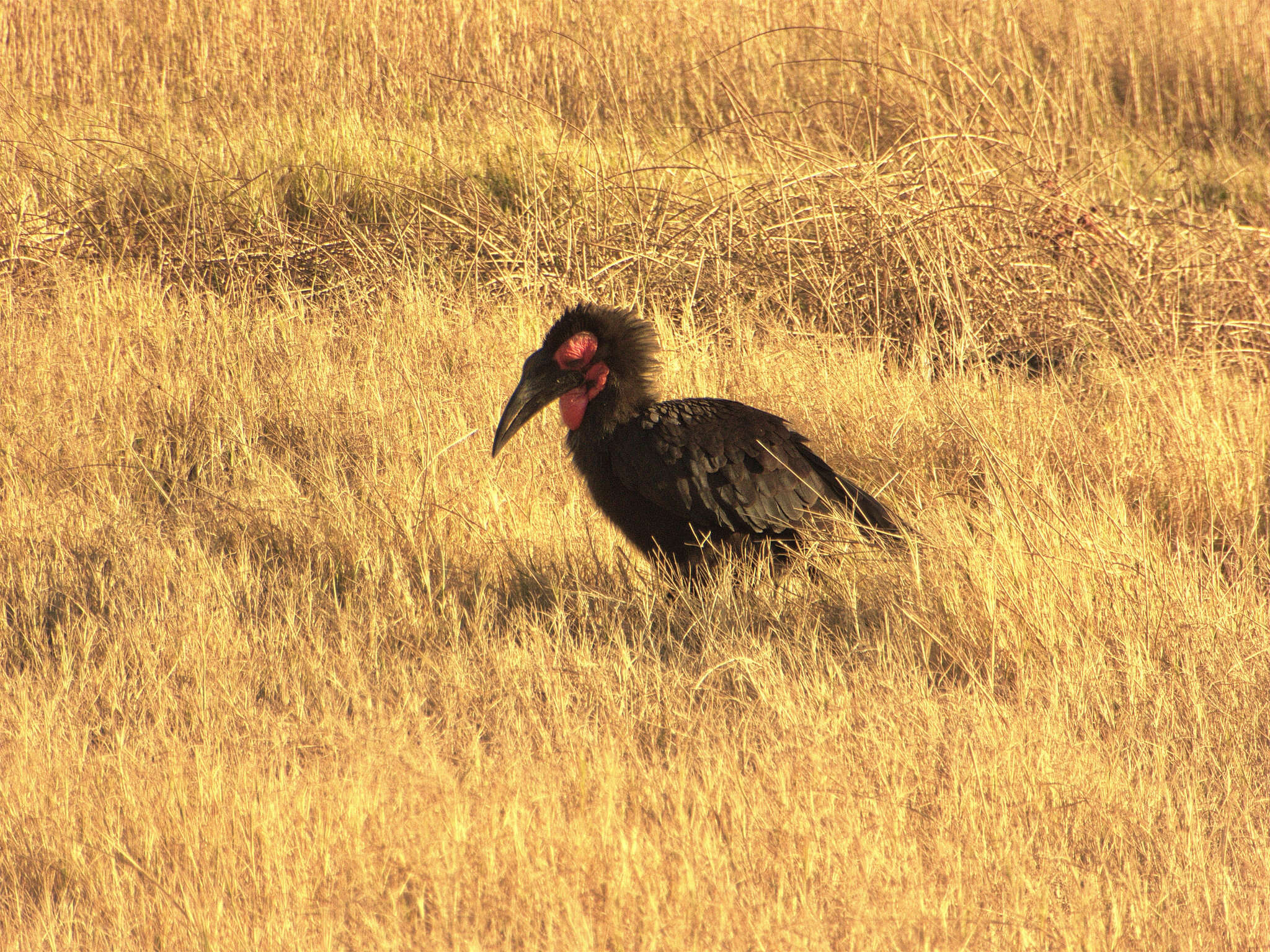 Image of Southern Ground Hornbill