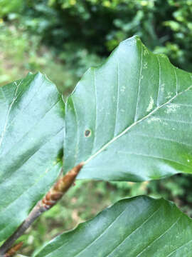 Image of European beech