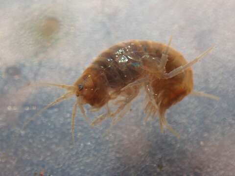 Image of Freshwater shrimp