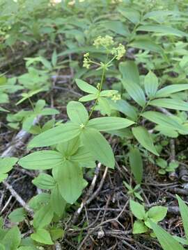 Imagem de Galium oreganum Britton