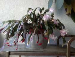 Plancia ëd Schlumbergera truncata (Haw.) Moran