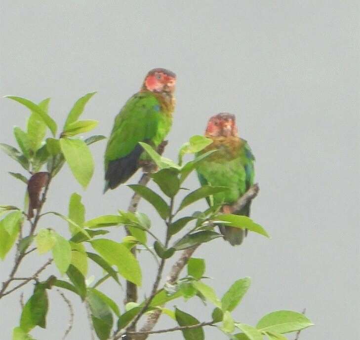 Image of Rose-faced Parrot