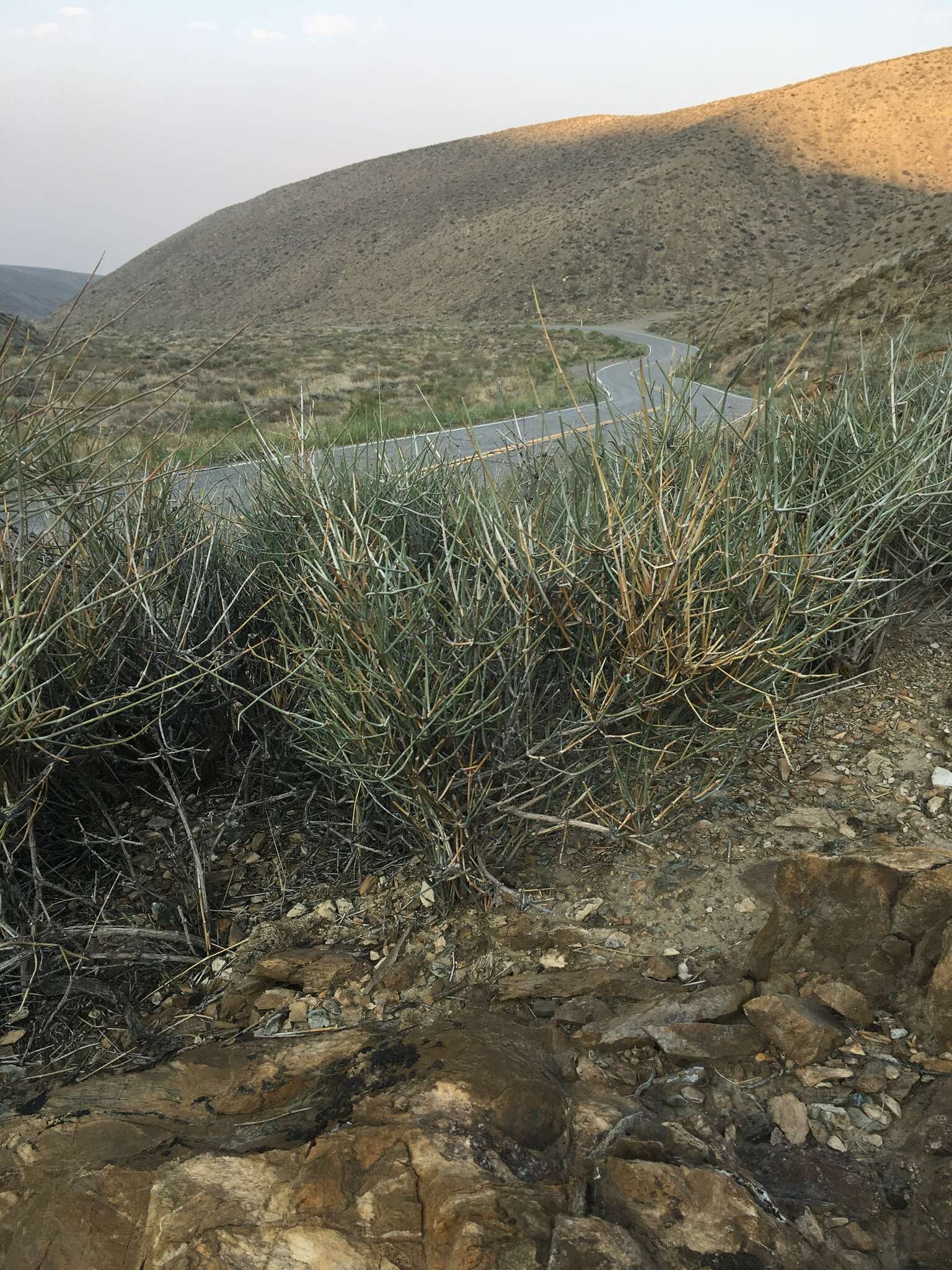 Image of Gray Ephedra