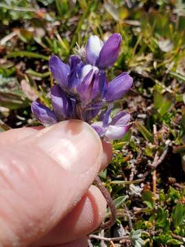 Plancia ëd Lupinus sellulus var. lobbii (S. Watson) B. J. Cox