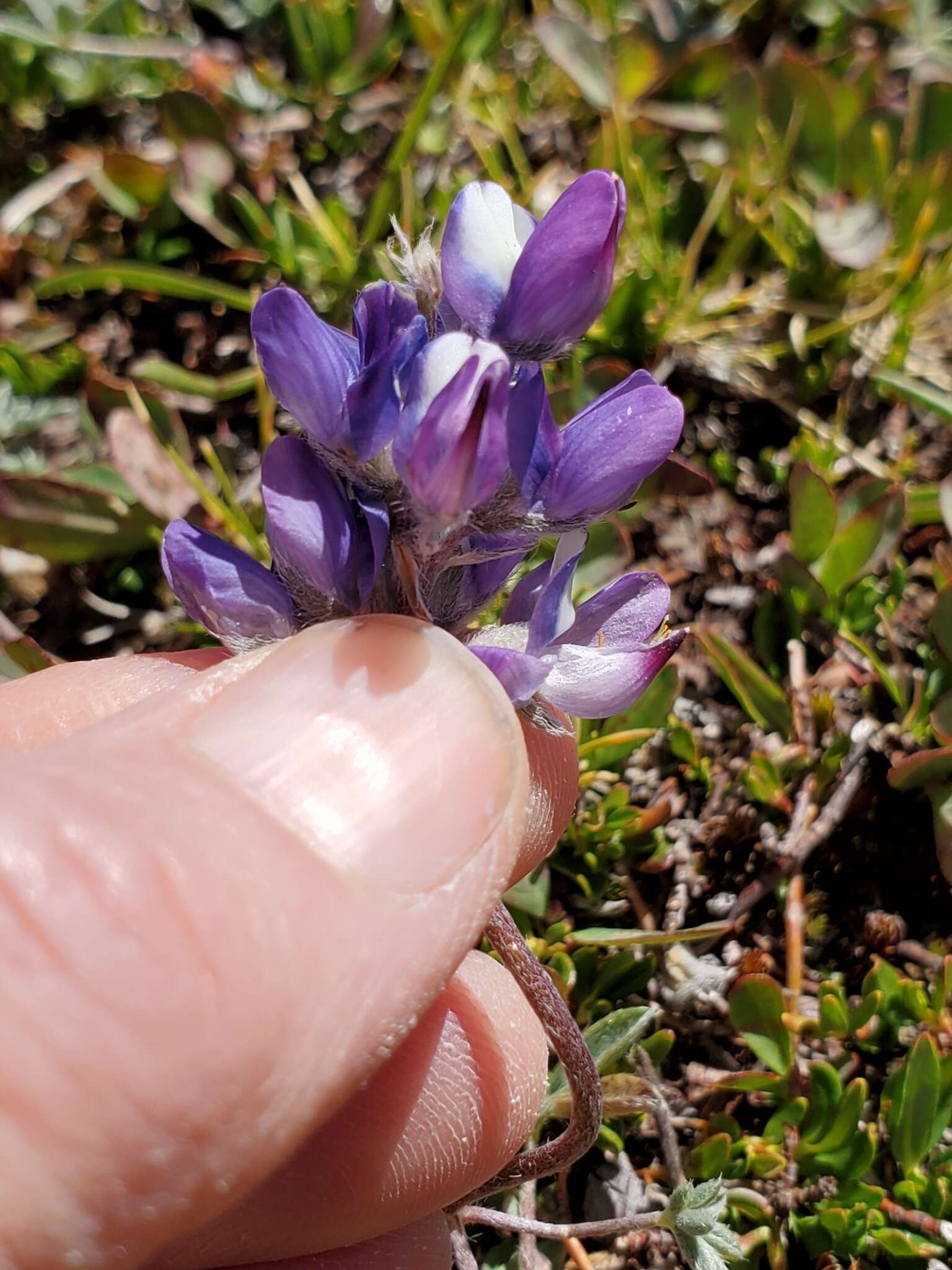 Imagem de Lupinus sellulus var. lobbii (S. Watson) B. J. Cox