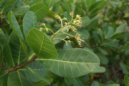 Image of cashew