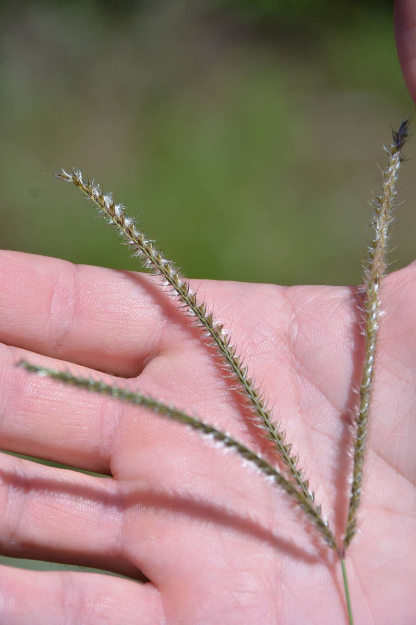 Image of Paraguayan windmill grass