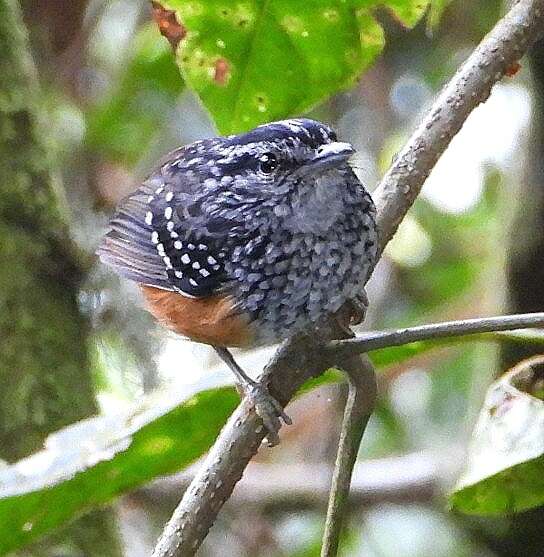 Image of Peruvian Warbling Antbird