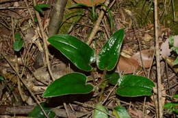 Image of Ainsliaea fragrans Champ. ex Benth.