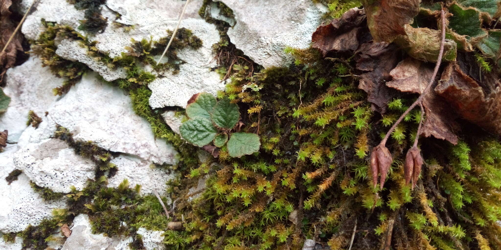 Image of Ramonda serbica Pancic