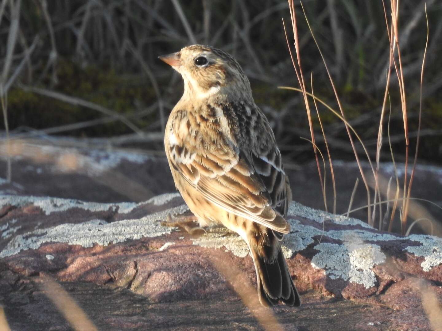 Image of Smith's Longspur