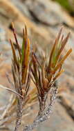 Image of Dracophyllum densum W. R. B. Oliv.