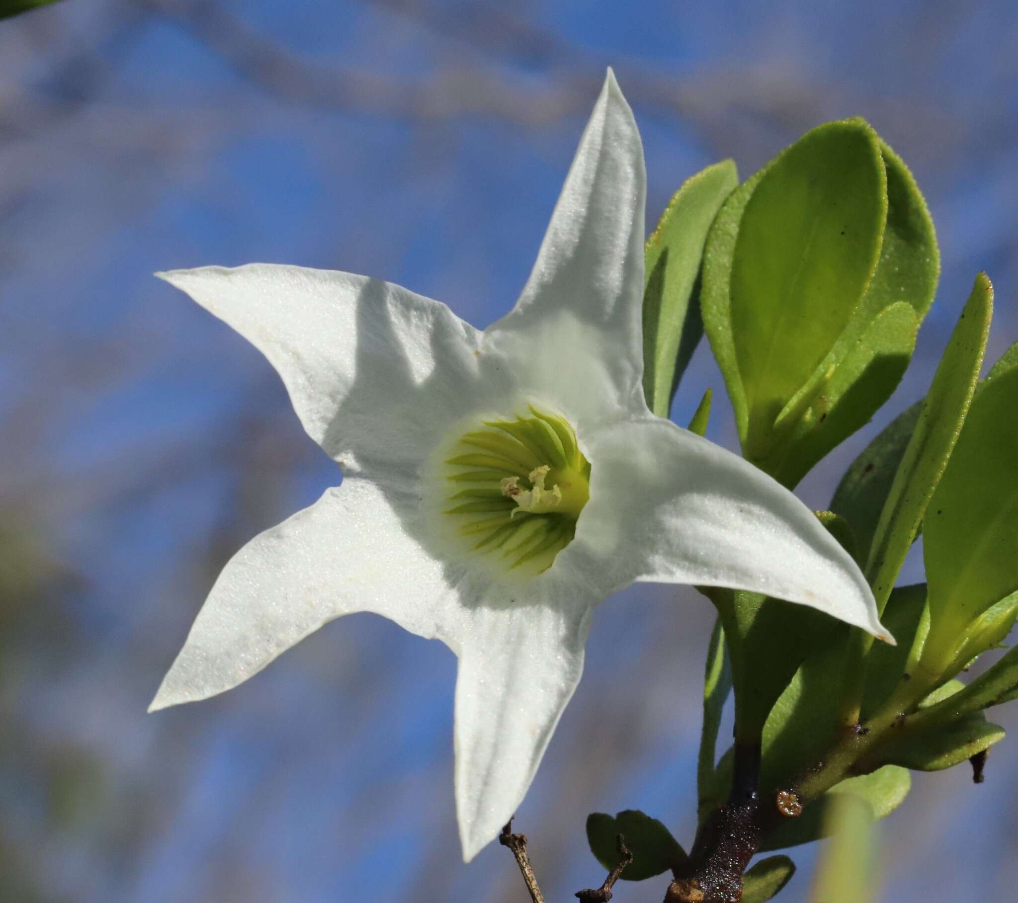 Image of Anthocercis viscosa R. Br.