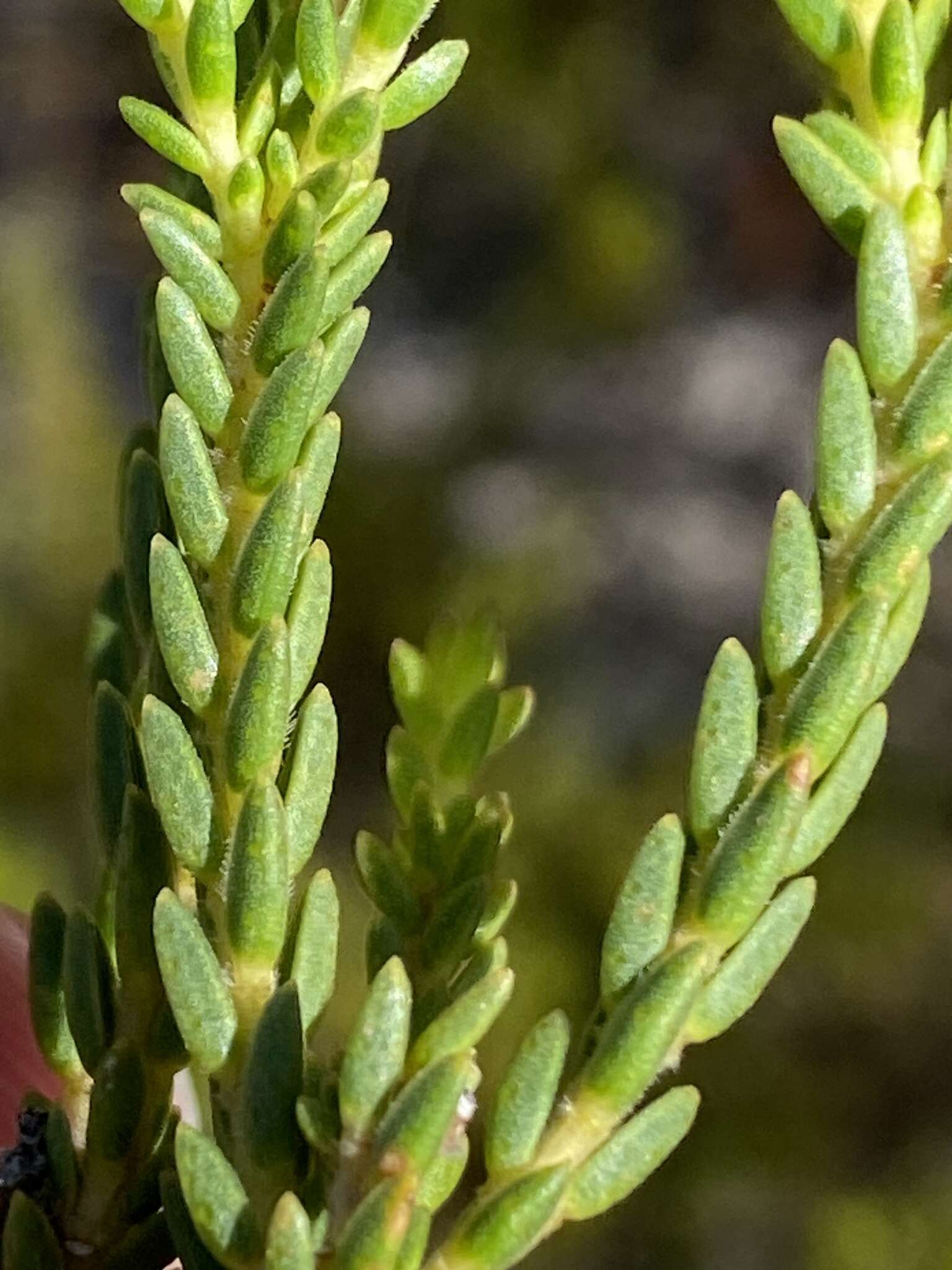 Image of Diosma dichotoma P. J. Bergius