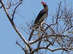 Image of Crowned Hornbill