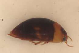 Image de Suphisellus puncticollis (Crotch 1873)