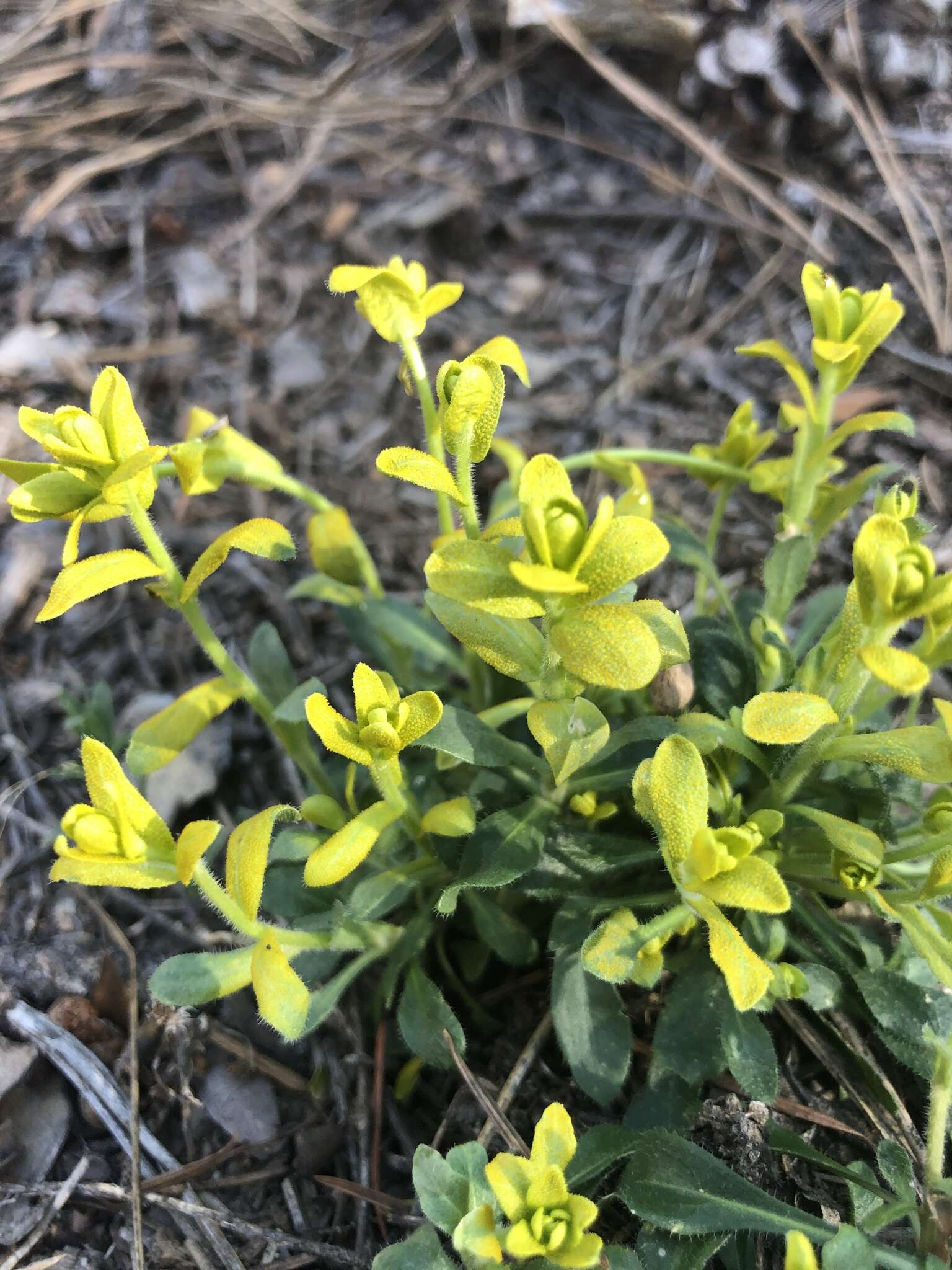 Image of Fendler's rockcress