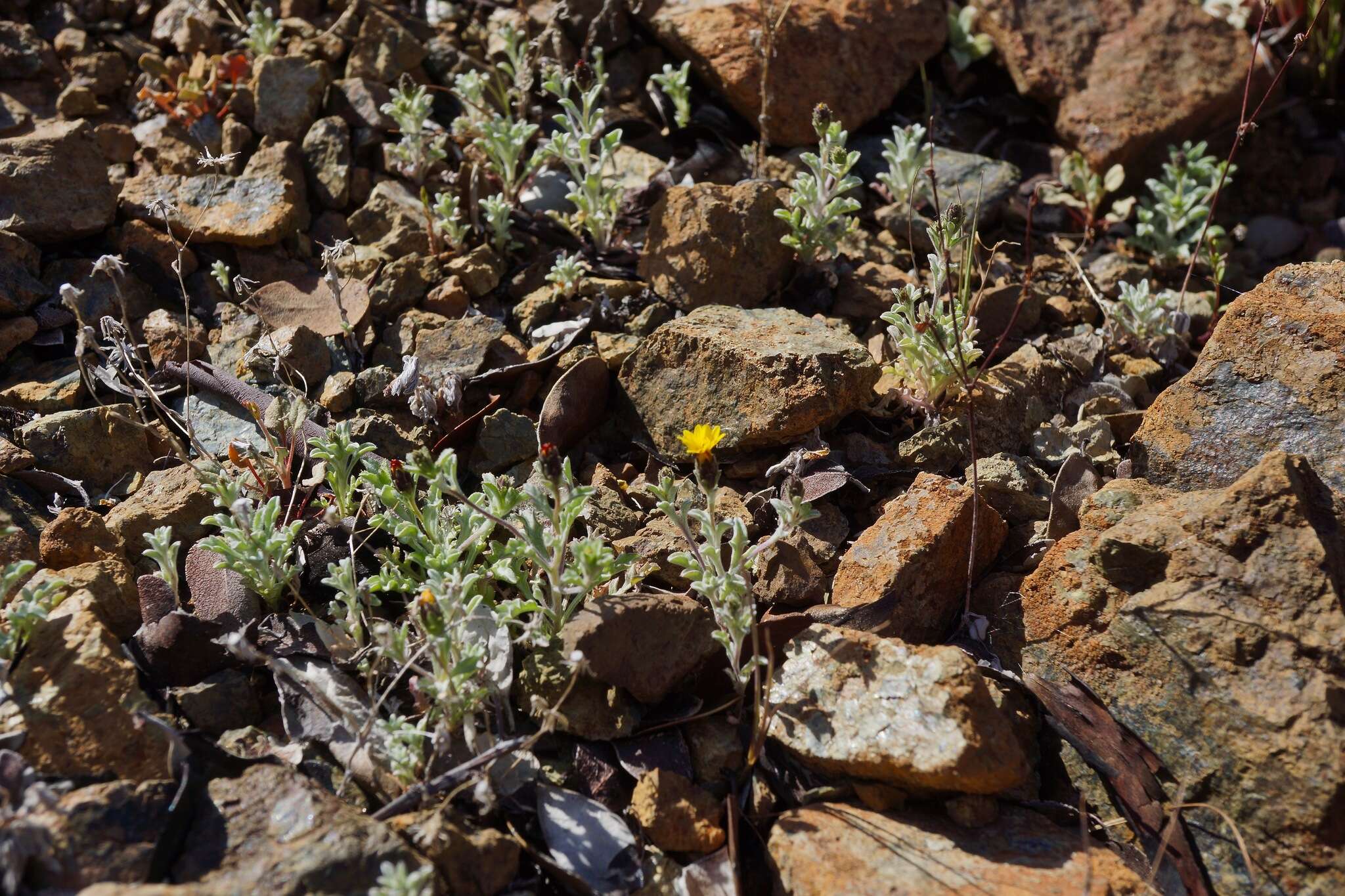 Plancia ëd Lessingia tenuis (A. Gray) Coville