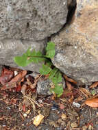 Image of Common Dandelion