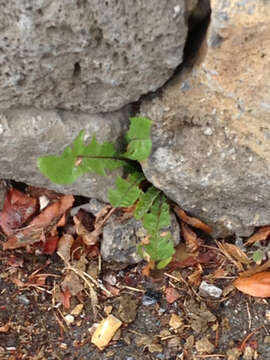 Image of Common Dandelion