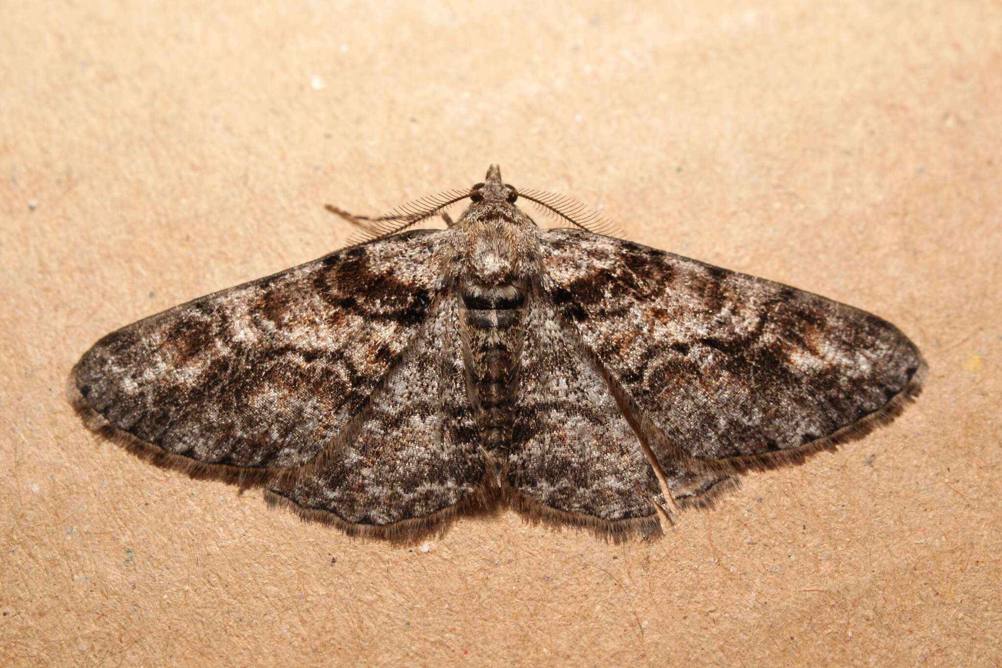 Image of ringed carpet