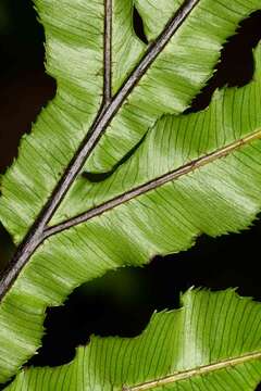 Imagem de Oceaniopteris ciliata (T. Moore) Gasper & Salino