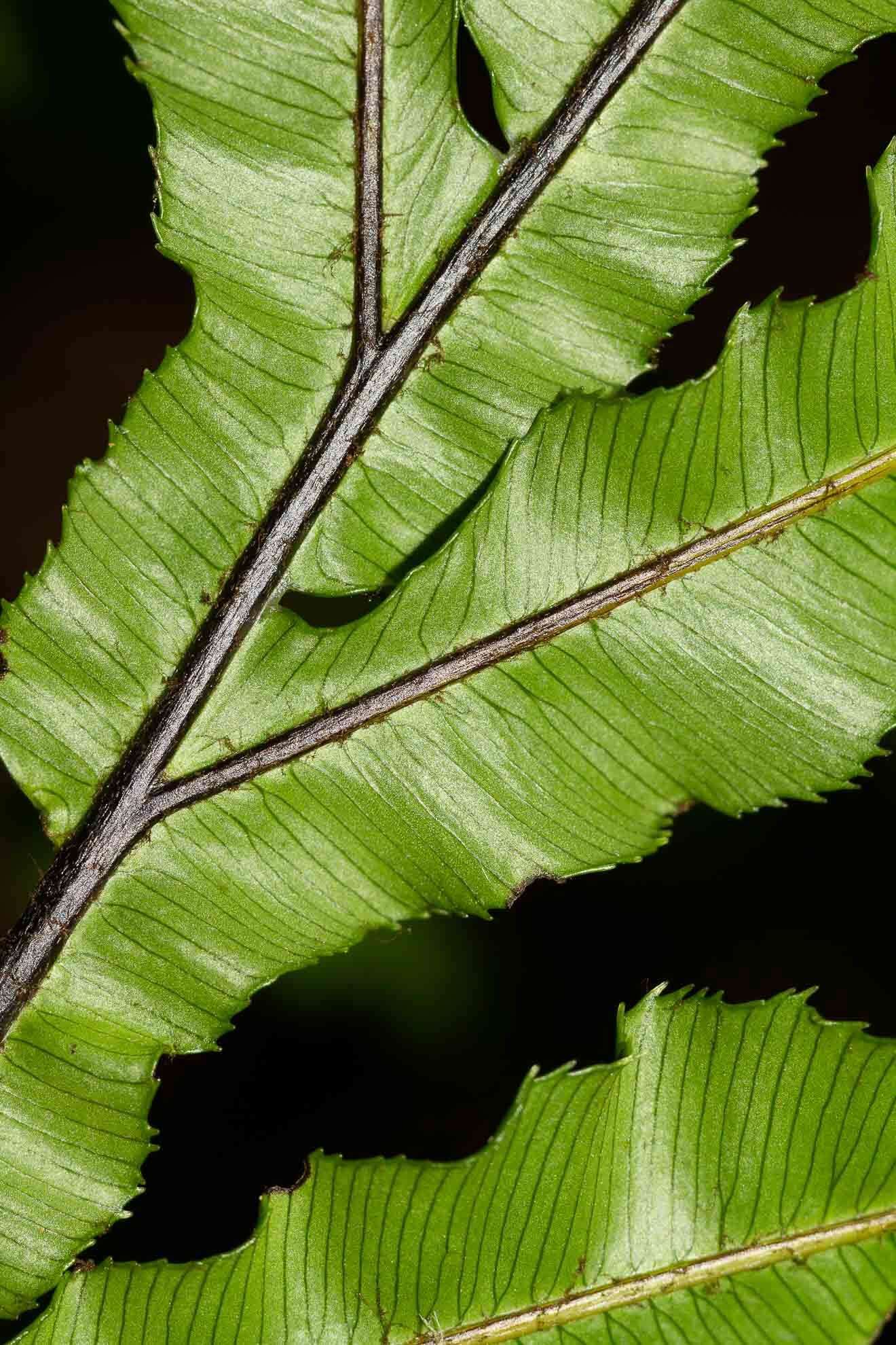 Image of Oceaniopteris ciliata (T. Moore) Gasper & Salino