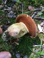 Boletus vermiculosoides A. H. Sm. & Thiers 1971的圖片