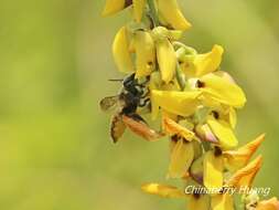 Imagem de Megachile bicolor (Fabricius 1781)