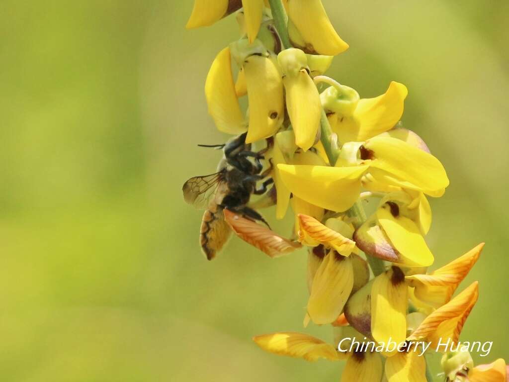 Megachile bicolor (Fabricius 1781)的圖片