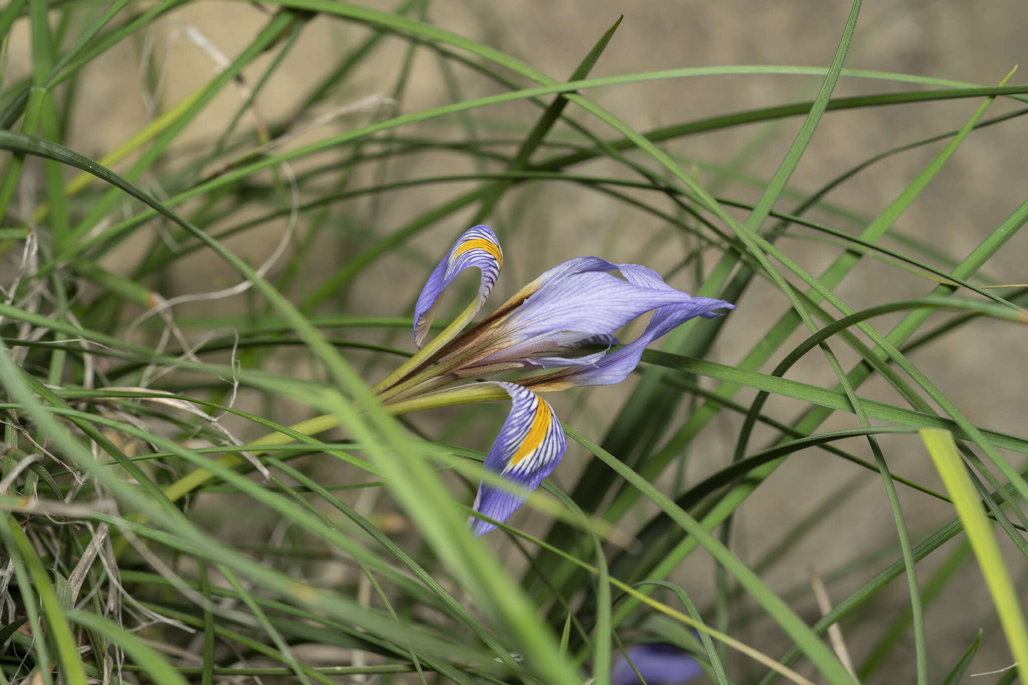 Plancia ëd Iris unguicularis subsp. carica (Wern. Schulze) A. P. Davis & Jury