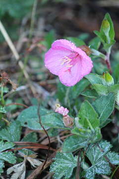 Image of Oenothera deserticola (Loes.) Munz