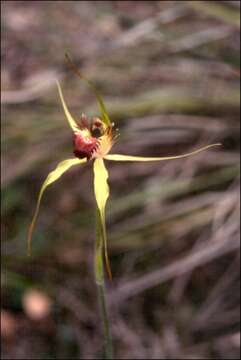 Image of Caladenia viridescens Hopper & A. P. Br.