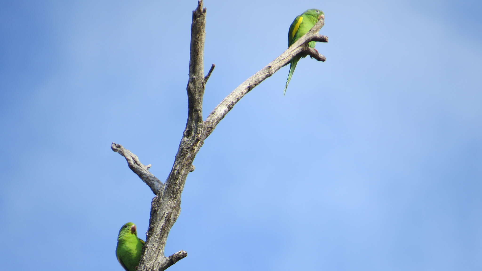 Image of Yellow-chevroned Parakeet