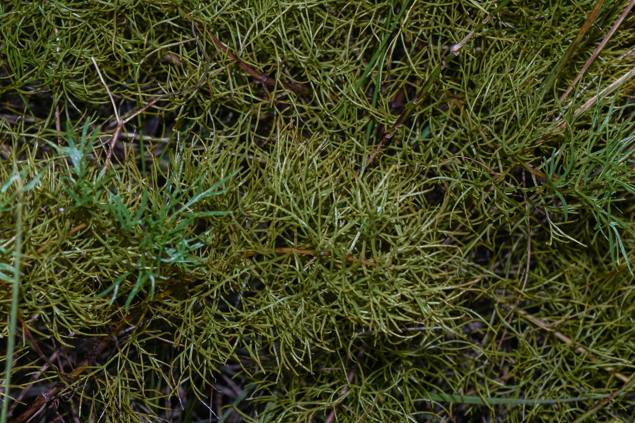 Imagem de Mikania anethifolia (DC.) Matzenbacher