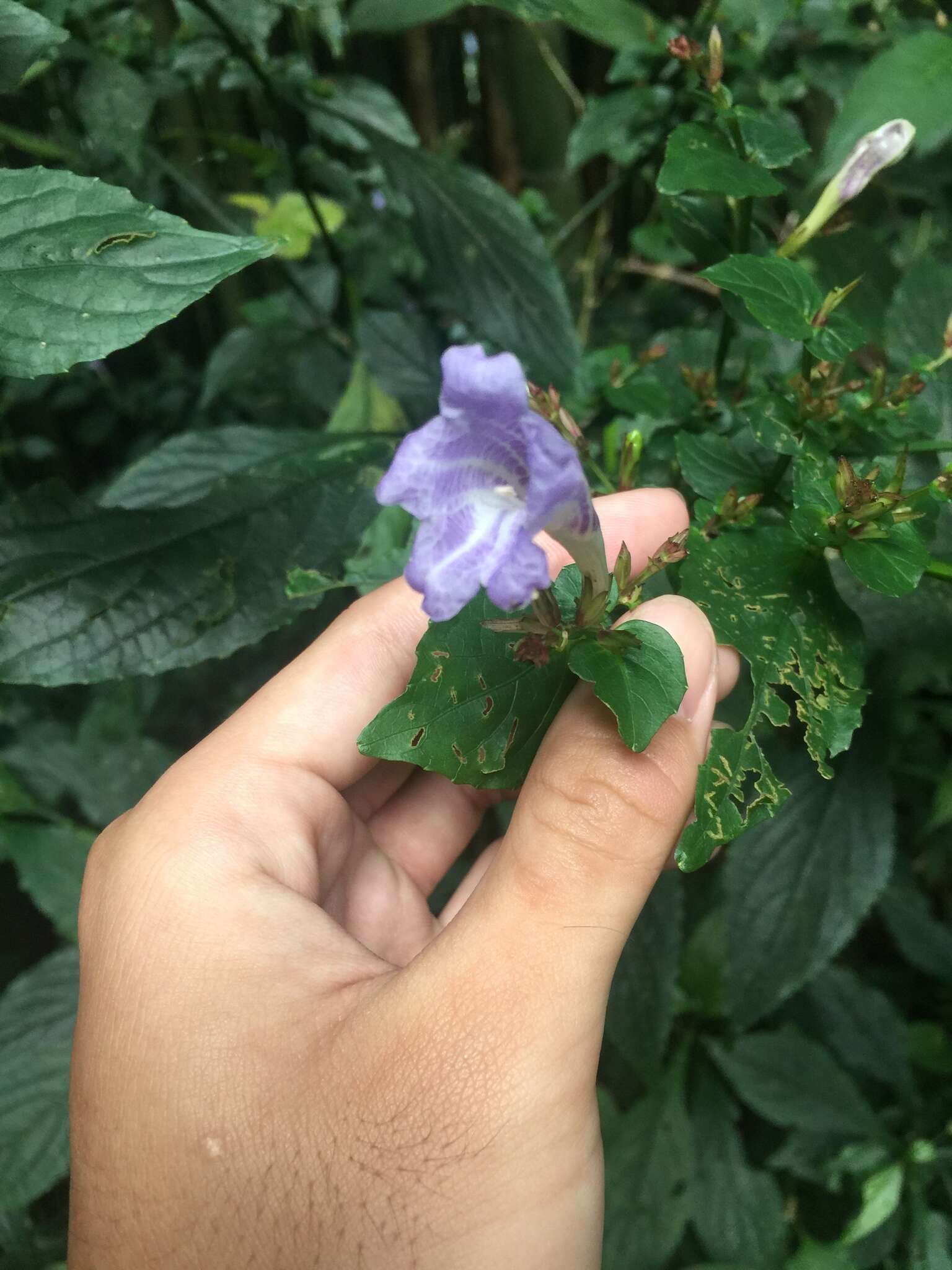 Image of Strobilanthes flexicaulis Hayata