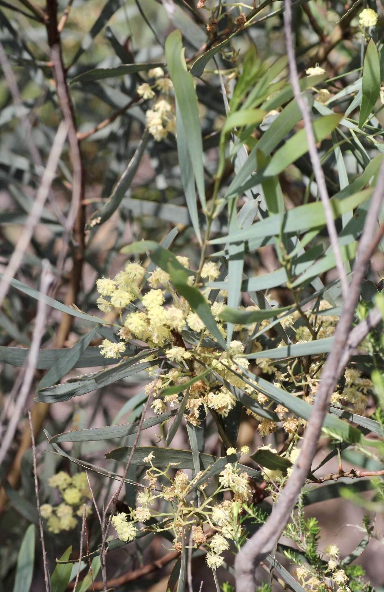 Acacia provincialis A. Camus的圖片