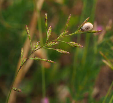 Desmazeria philistaea (Boiss.) H. Scholz的圖片