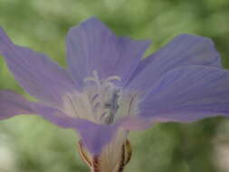 Image of Dayia scabra (Brandegee) J. M. Porter