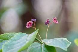 Imagem de Euonymus occidentalis Nutt. ex Torr.