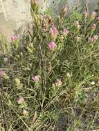 Image of Castilleja rubra (Drob.) Rebr.