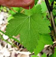 Image of American black currant