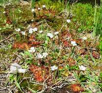 Imagem de Drosera trinervia Spreng.