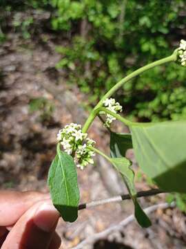 Image of <i>Marsdenia gualanensis</i>