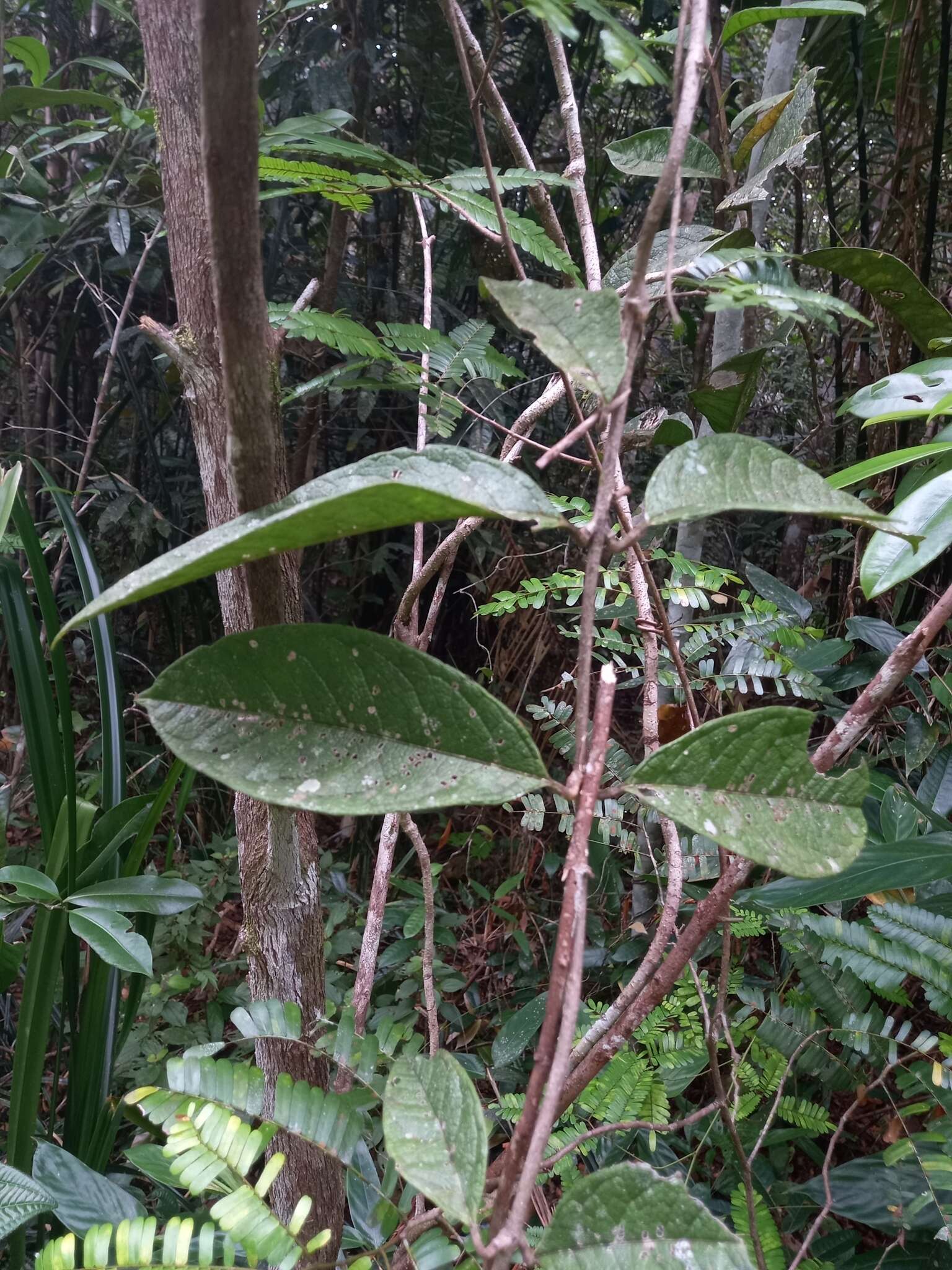 Image of Petrea bracteata Steud.