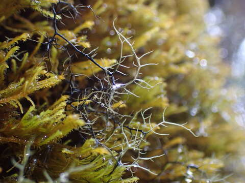 Image of twocolor horsehair lichen