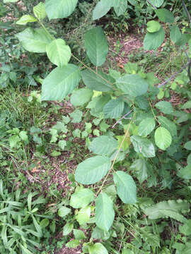 Image of Alder Buckthorn