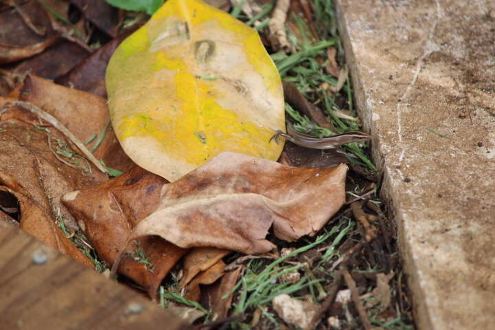 Image of Copper-tailed Skink